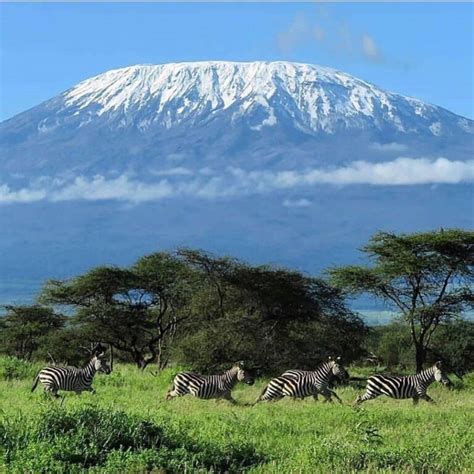 The Mount Kilimanjaro Deaths - Statistics and Facts - Safariclock Adventures