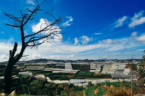 Free Images Landscape Tree Grass Horizon Cloud Sky Sunlight