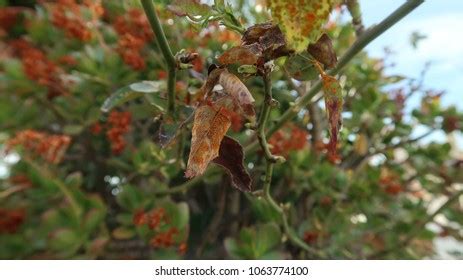 136 Rose Rust Fungus Images, Stock Photos & Vectors | Shutterstock