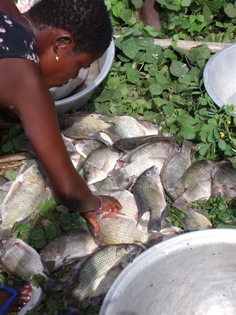 Various Tilapia Species Caught From Lake Volta Ghana Pho Flickr