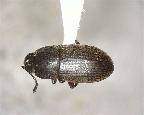 Darkling Beetles From Kimble County Tx Usa On June At