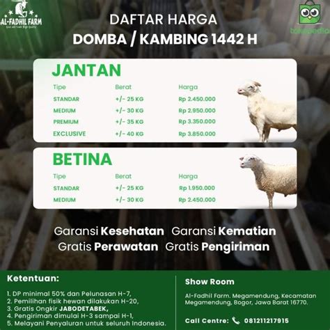 Jual Hewan Qurban Domba Kambing Kurban Bobot 40 Kg Jantan