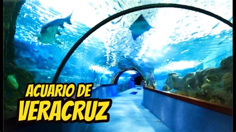 Asi Es El Acuario De Veracruz El Mas Grande De Mexico Youtube