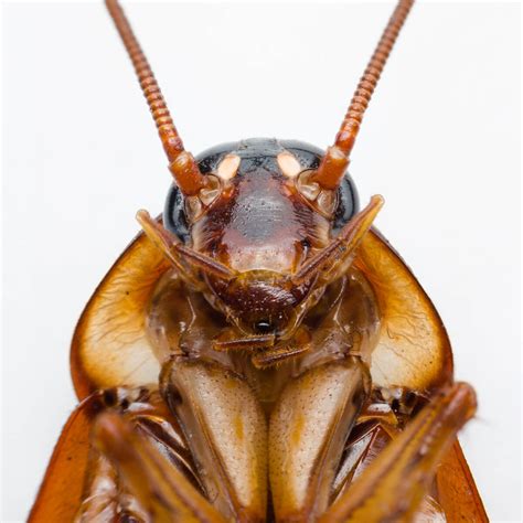 13 Facts About the Australian Cockroach | Fantastic Pest Control