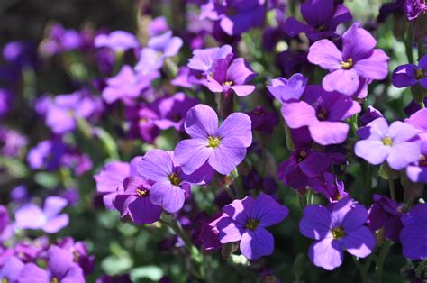 Cascade Purple Rock Cress