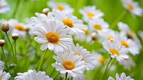 Feverfew Vs Chamomile A Comprehensive Comparison