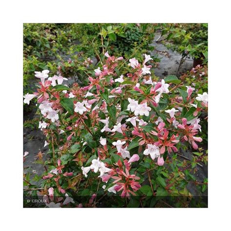 Abelia X Grandiflora Edward Goucher