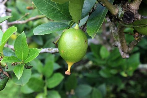 Premium Photo | Green lemon on a tree