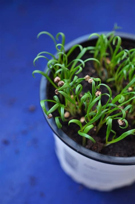 Spinach Sprouts Everything You Need To Know