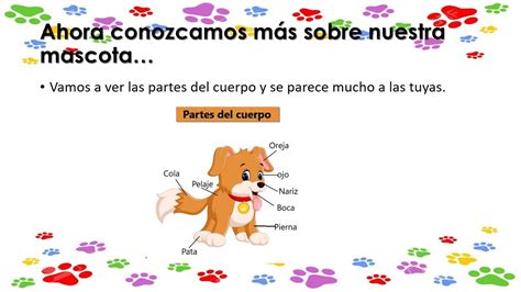 Diagrama Ciclo De Vida Del Perro