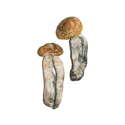 Mexican Magic Mushroom Buy Psilocybe Mexicana Online