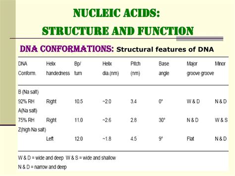 Ppt Nucleic Acids Structure And Function Powerpoint Presentation Free Download Id460439