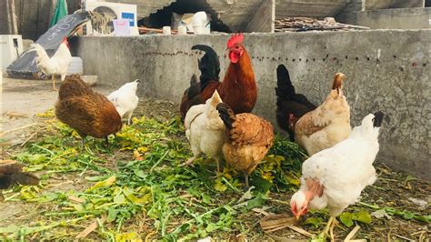 Ghar Ke Chat Par Murghi Palan Desi Murghi Farm At Home Poultry Farm