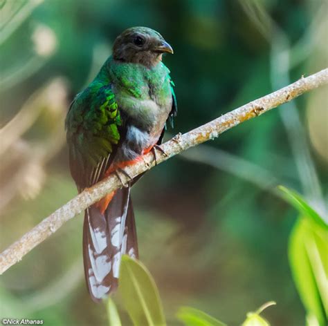 Quetzal Doradowhite Tipped Quetzalpharomachrus Fulgidus Birds Colombia