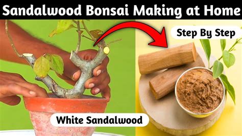 Sandalwood Bonsai Making At Home YouTube