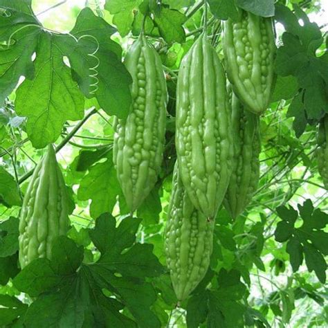 Momordica Charantia Bitter Gourd Seeds Bastana Online Gardens