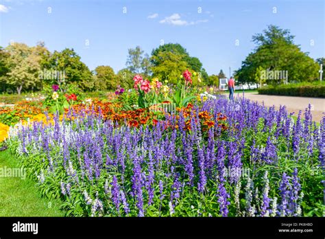Different flowers in a colorful flower bed Stock Photo - Alamy