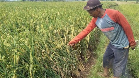 Belasan Hektar Sawah Di Cianjur Diserang Hama Wereng