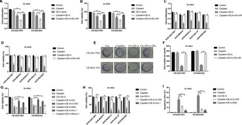 Lncrna Adamts9 As2 Regulated Chemoresistance Of Gc Cells To Cisplatin