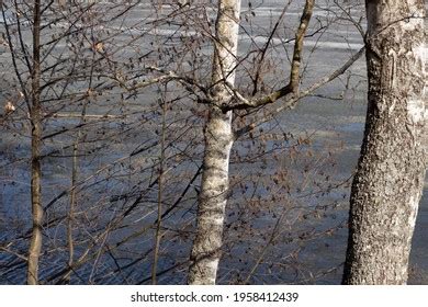 Naked Birches Images Stock Photos Vectors Shutterstock