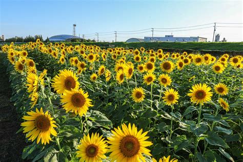 湘南ひらつかナビ｜平塚市観光協会 平塚観光情報サイト