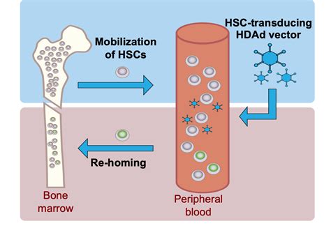 Bone Marrow Hematopoietic Stem Cells