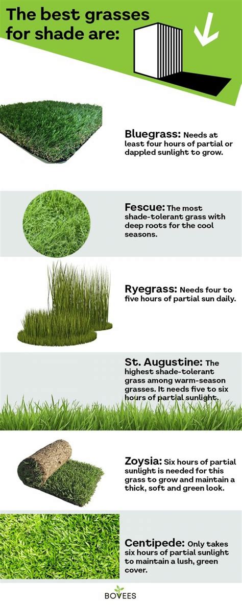 The Best Grass For Shade - Which Shade Tolerant Grass?