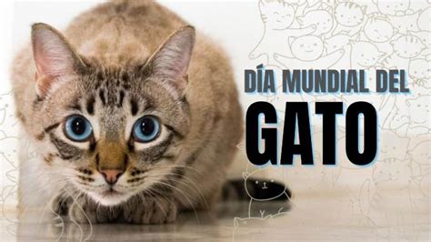 Día Internacional Del Gato 2020 ¿qué Día Se Celebra Unión Edomex