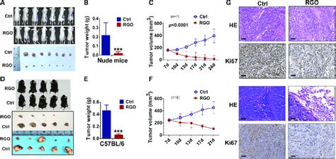 RGO SMEDDS Suppresses Xenograft Liver Tumor Growth In Vivo A