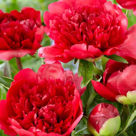 Paeonia 'Many Happy Returns' | SlovenskeTrvalky.sk
