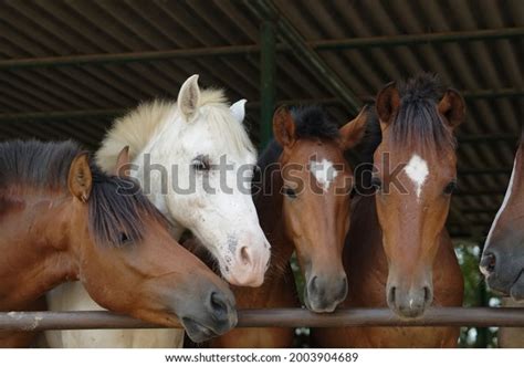 24 Pony Rescue Centre Images, Stock Photos, 3D objects, & Vectors ...