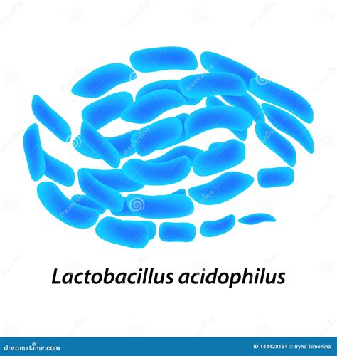 Lactobacillus. Probiotic. Lactobacillus Plantarum. Infographics. Vector ...