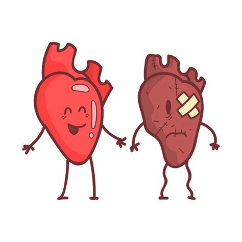 Anatomic Heart Cartoons Illustrations Royalty Free Vector Graphics