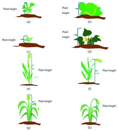 Plant Height Measurements According To Growth Stages For Cabbage A B