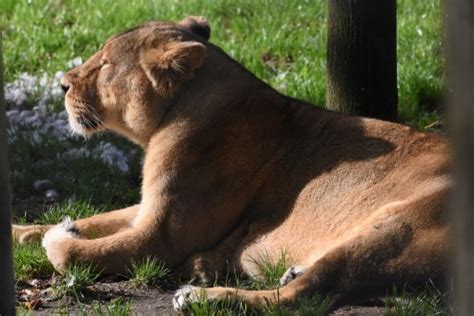 Banco De Imagens Natureza Grama Região Selvagem Animais Selvagens