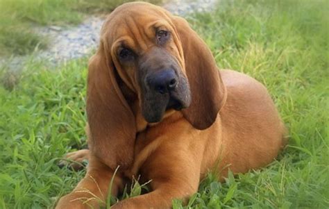 Bloodhound Dog Breed Information Lifespan And Facts