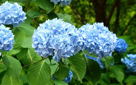 Bunga Hydrangea Bikin Rumah Tambah Estetis Simak Tips Dan Triknya