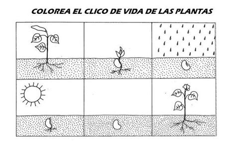 PARA HACER 1 PLE LA GERMINACIÓN Ciclos de vida Ciclo de vida de