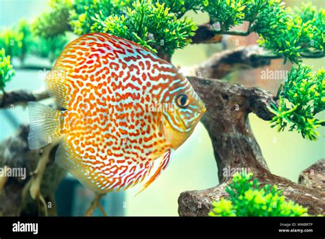 Aquarium Discus Fish Stockfotos Und Bilder Kaufen Alamy