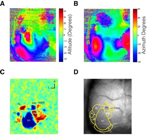 Retinotopic Map Of Mouse Visual Areas A Altitude And B Azimuth