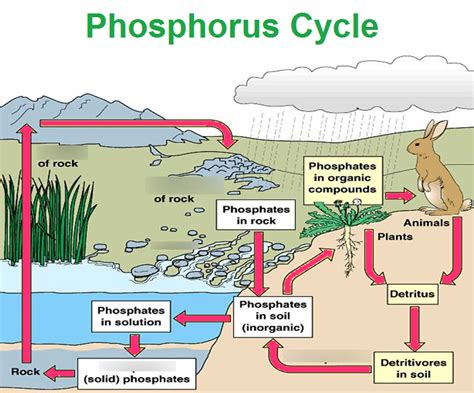 Phosphorus Cycle Diagram | Quizlet