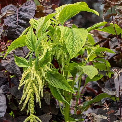 Amaranth Jamaican Callaloo Olive Seed Company