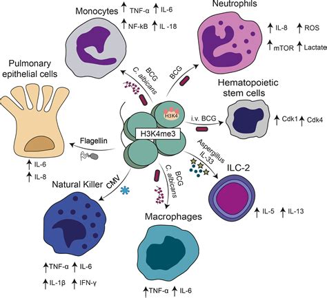 Frontiers Molecular And Cellular Mechanisms Modulating Trained