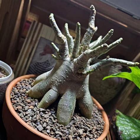 Adenium Arabicum Tower Form Etsy