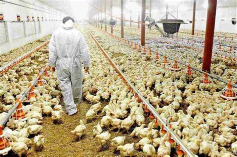 Poultry Sector In Pakistan Hits An All Time Low The Halal Times