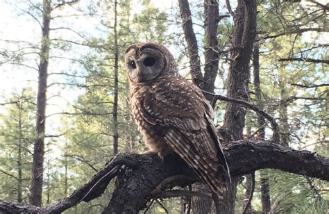 Mexican Spotted Owl Protected During Los Alamos Cleanup N3b Los Alamos