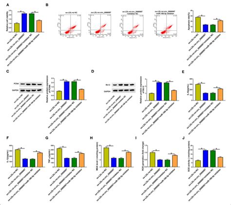 Circ Silencing Attenuates Ox Ldl Induced Damage In Huvecs