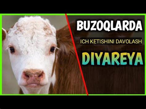 Диарея Бузокларда #диарея телят #diarrhea cow - YouTube