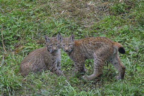 Pwf Luchs Mautern Der Wilde Berg Werner Pleiner Flickr