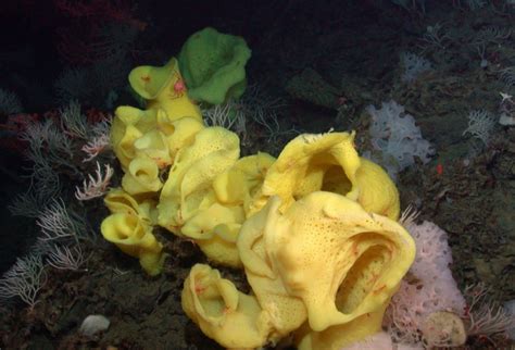 Davidson Seamount A Deep Sea Oasis Marine Conservation Institute